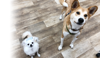 ホテル 吉田動物病院